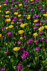 Obraz na płótnie Canvas Tulip Field, Yellow and Purple Flowers