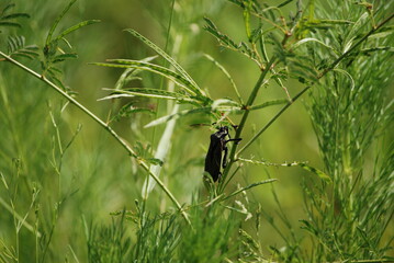 bug on a grass