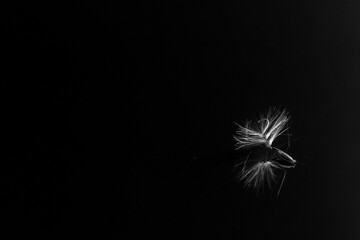 Curly flying parachutes from dandelion flowers isolated on a black background
