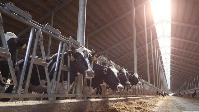 Dairy farm with milking cows eating hay in barn. Industrial modern breeding cattle