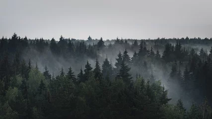 Tuinposter Mistig bos Landscape panorama of dark misty fir forest in the fog in the rainy weather