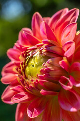 Czerwone kwiaty polne na ładnym rozmytym tle © Roman Trojanowski