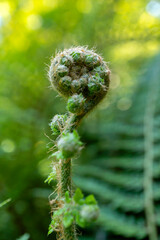 Młody pęd paproci. © Roman Trojanowski