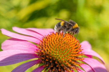Bąk siedzący na kwiatku