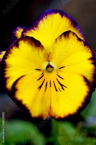Garden Pansy Flower Painting Yellow With Red Garden Pansy Wall D U00e9cor Original Painting Flowers Images Painting With Acrylic On Paper Acrylic Art Collectibles Commentfer Fr