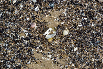 Muscheln