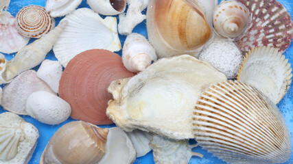 Marine shell background. Close-up shot