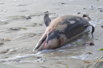 Stranded Short beaked common dolphin (Delphinus delphis). Dauphin commun à bec court échoué. 