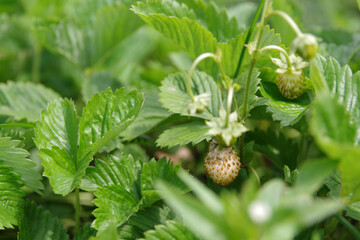 Wild strawberries bush. Bush of wild strawberries with leaves. Closeup.