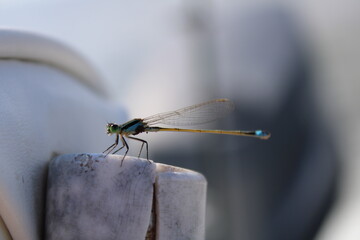 Dragonfly