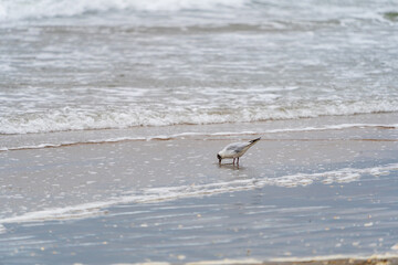 Black-headed gull (Chroicocephalus ridibundus) searching for food on the beach. Blurred background, Selective focus.