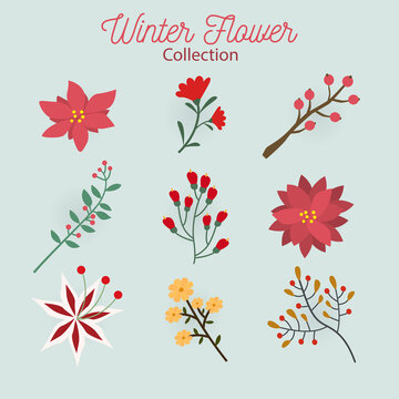 Collection of winter flower 