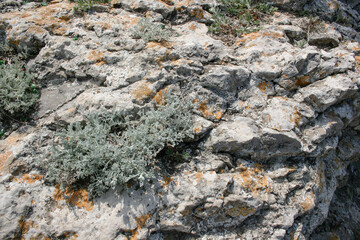 structure of gray stone with fungus and plants