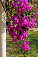 Bougainvillea flowers (Bougainvillea spectabilis)