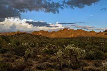 Fototapeta premium Sonoran Desert