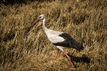 crane on a black plowed field alone
