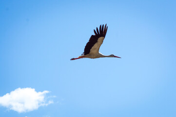 Obraz premium the crane is flying in the sky