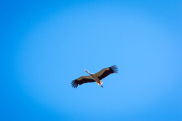 Fototapeta premium the crane is flying in the sky