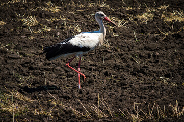crane on a black plowed field alone