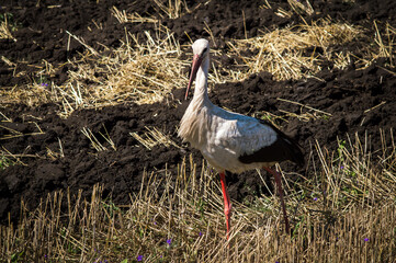 crane on a black plowed field alone