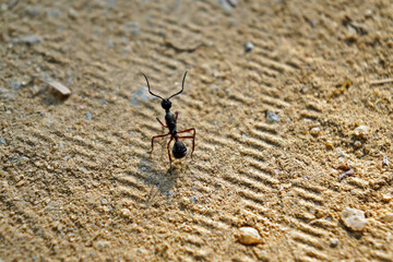 Ant on the ground