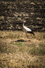 crane on a black plowed field alone