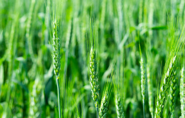 grass green