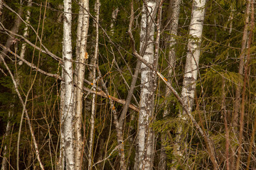Birch trunks texture in forest