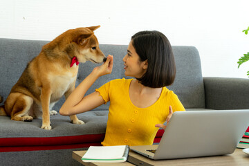 Shiba INU Japanese breed local hunting dog was playing with mixed race girl in yellow shirt work...