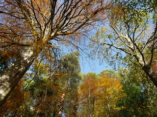 low angle view of  autumn trees, beech forest