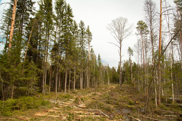 Logging site in early spring pine forest