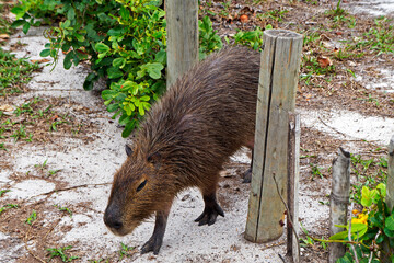 Capybara (Hydrochoerus hydrochaeris)