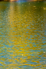 Reflection of a Cottonwood Tree in a Mill Pond in Fall