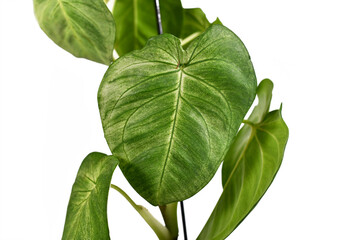 Heart shaped leaf of tropical 'Syngonium Macrophyllum Frosted Heart' houseplant isolated on white background