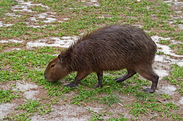 Capybara grazing (Hydrochoerus hydrochaeris)