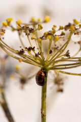 2-spot ladybird ( Adalia bipunctata) pupae