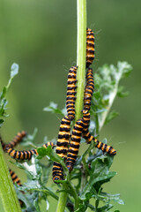 Cinnabar moth (Tyria jacobaeae) caterpillars feeding on Ragwort (Jacobaea vulgaris)