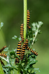Cinnabar moth (Tyria jacobaeae) caterpillars feeding on Ragwort (Jacobaea vulgaris)
