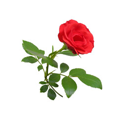 Sprig of flowering red rose with leaves isolated on white background