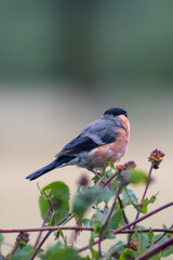 Bullfinch (Pyrrhula pyrrhula)