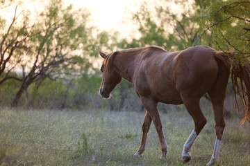 Fototapeta premium Brązowy koń odchodząc na pastwisku w kierunku wiejskiego słońca w polu farmy w Teksasie.