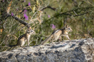 Two chipmunks play follow the leader.