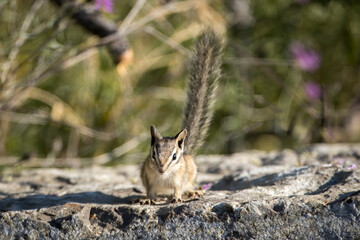 Chipmunk looks at the camera.