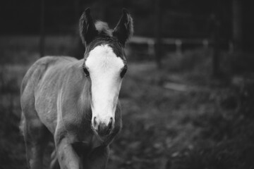 Moody foal horse portrait close up with copy space on background.