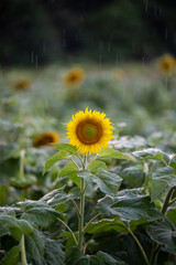 Sunflowers