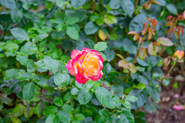 A wild-growing rose with beautiful petals blossomed in the city park