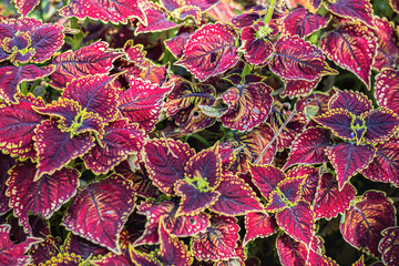 A colorful plant in sintra, portugal