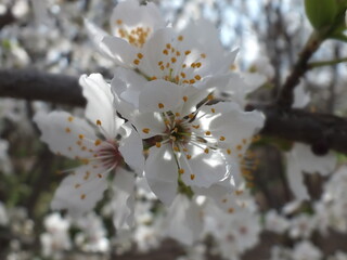Bloom down trees in spring