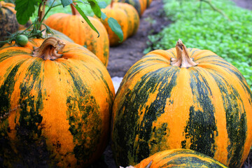 striped pumpkins lie on the ground