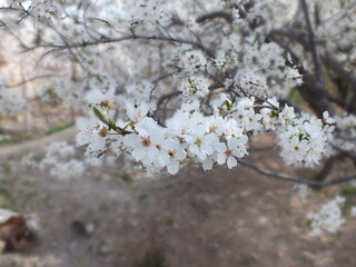 Bloom down trees in spring